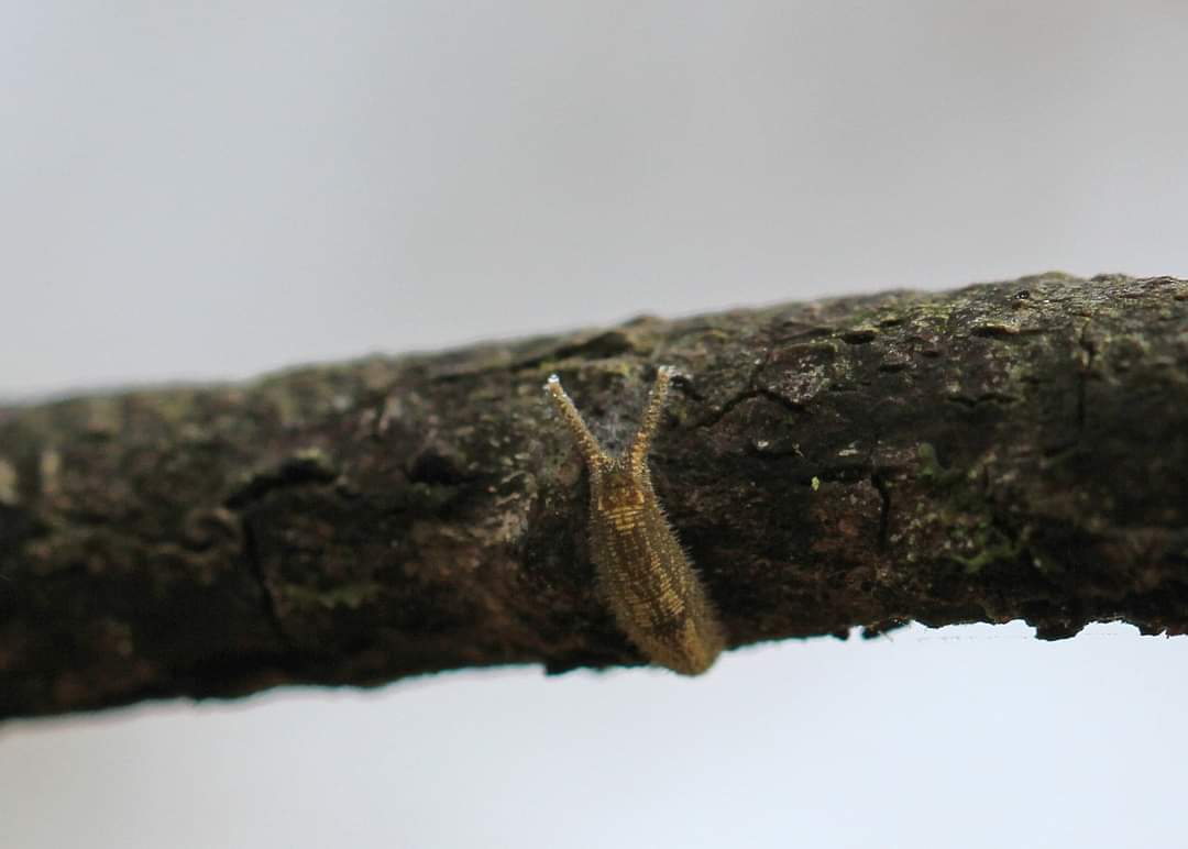 image of purple emperor larva